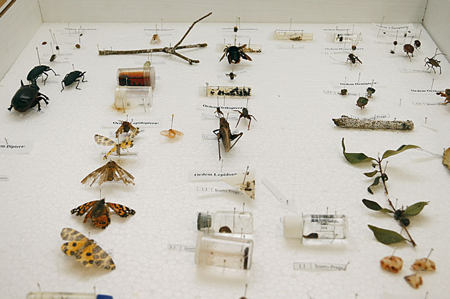 entomologia
