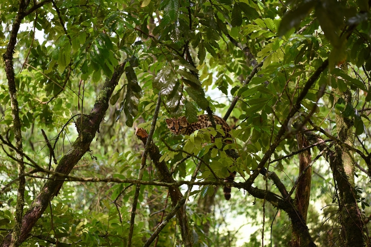 Gato-maracajá